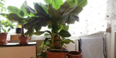 Sjemenke banane: kako izgledaju i kako od njih uzgojiti drvo banane kod kuće